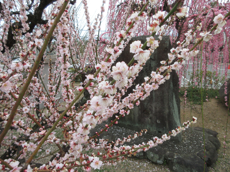 �j�~�V���{ �~