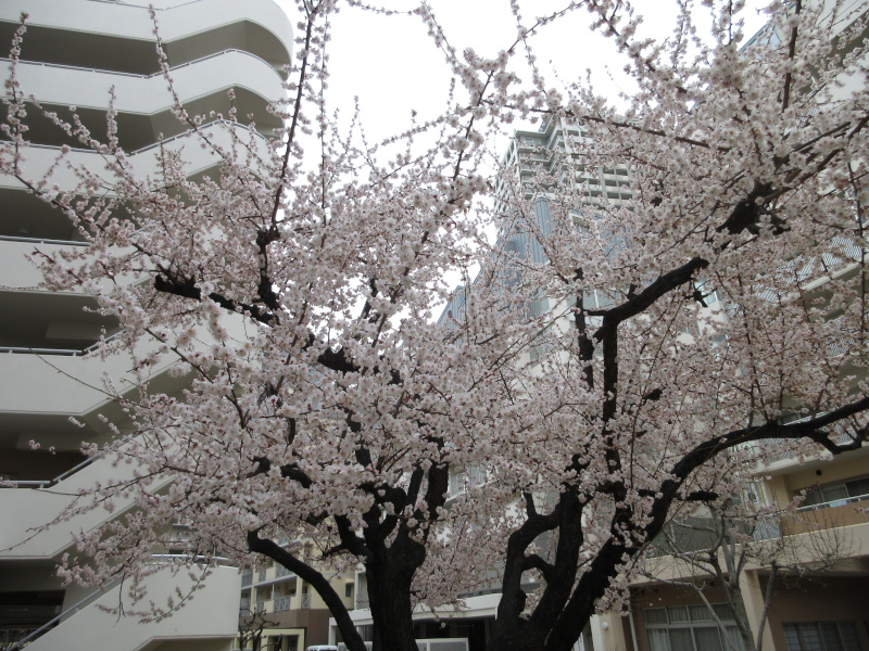 HAT�_�˂̏\����