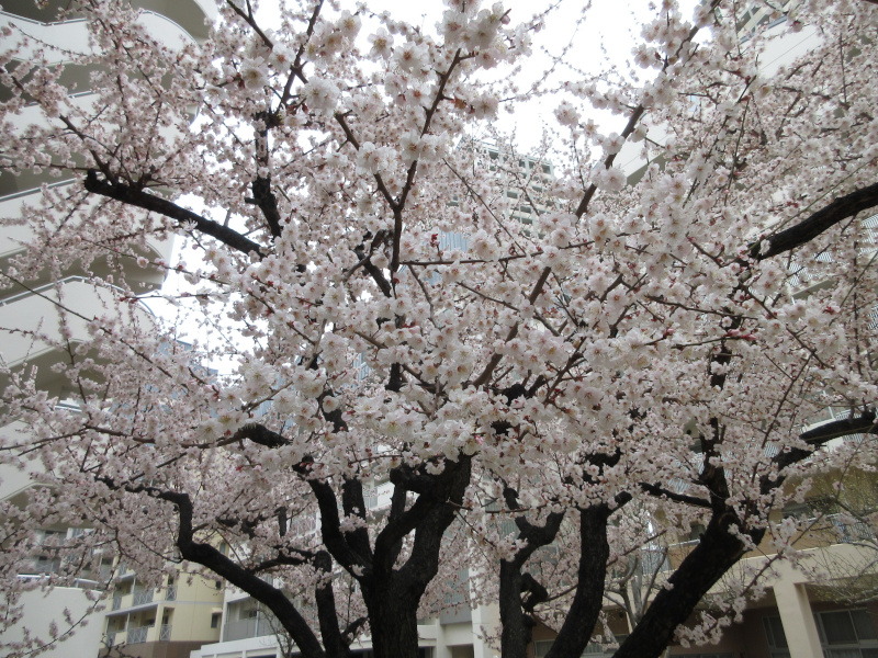 HAT�_�˂̏\����