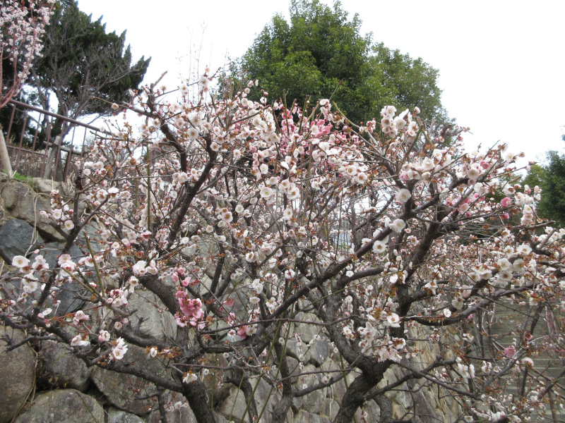 ���{�~�ь����̔~