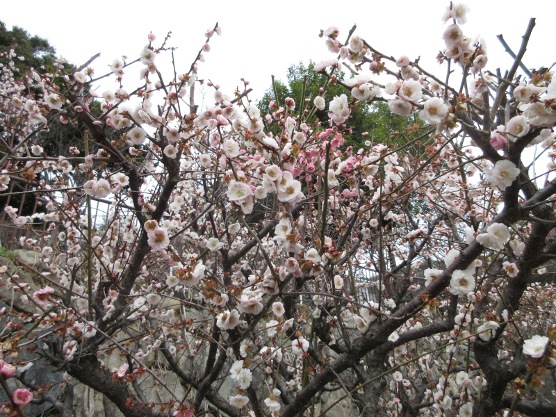 ���{�~�ь����̔~