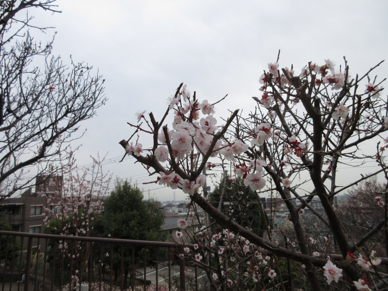 ���{�~�ь����̔~