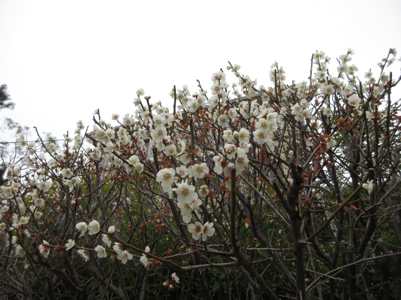 ���{�~�ь����̔~