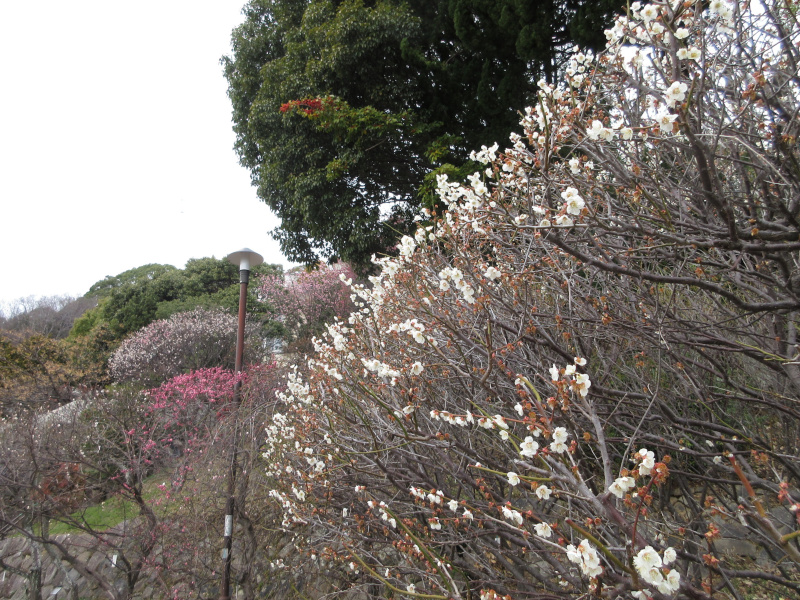 ���{�~�ь����̔~