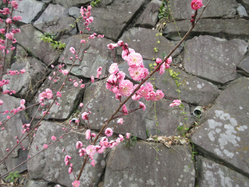 ���{�~�ь����̔~